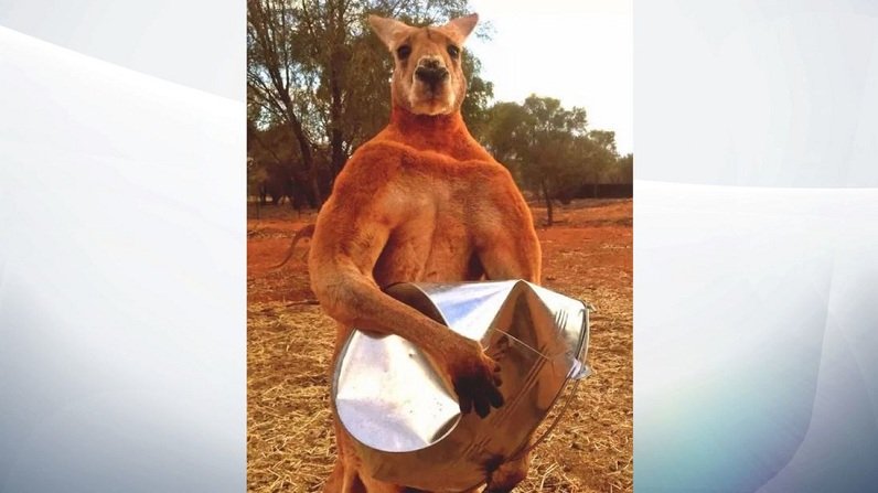 skynews-roger-kangaroo_4514406.jpg