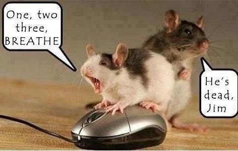 1156573492_deadmouse.jpg.c7757fc1c91b48927433d48e78f32ec6.jpg