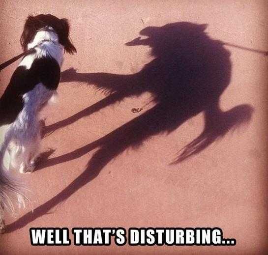 1293370217_Weirdshadow.jpg.b60bca3f924d7db2909d2bbe249590b9.jpg