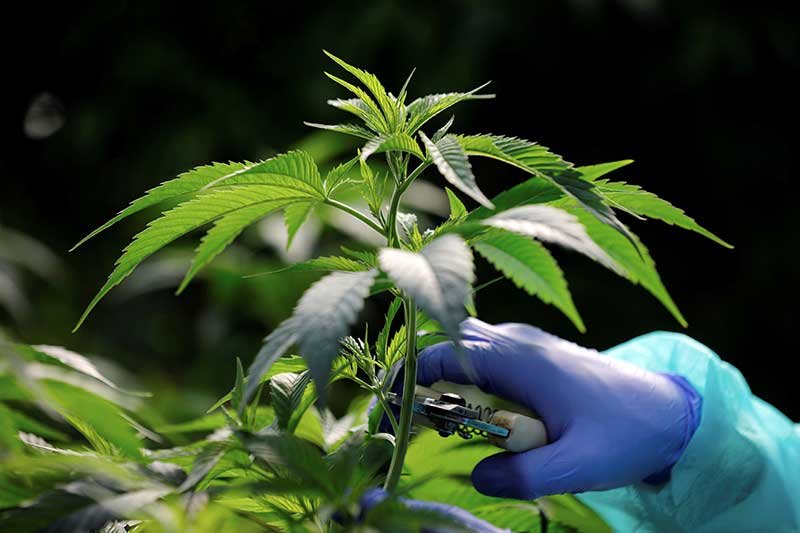 2019-01-28T132214Z_1_LYNXNPEF0R0X3_RTROPTP_4_ISRAEL-CANNABIS-EXPORTS.JPG
