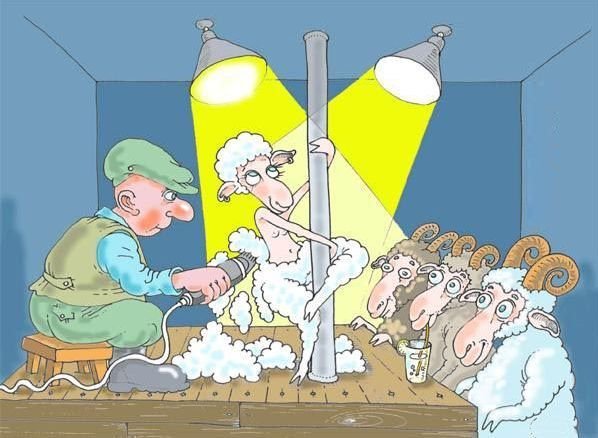 2117628518_sheepshearing.jpg.518bdb48c5298d32682104e6e9319567.jpg