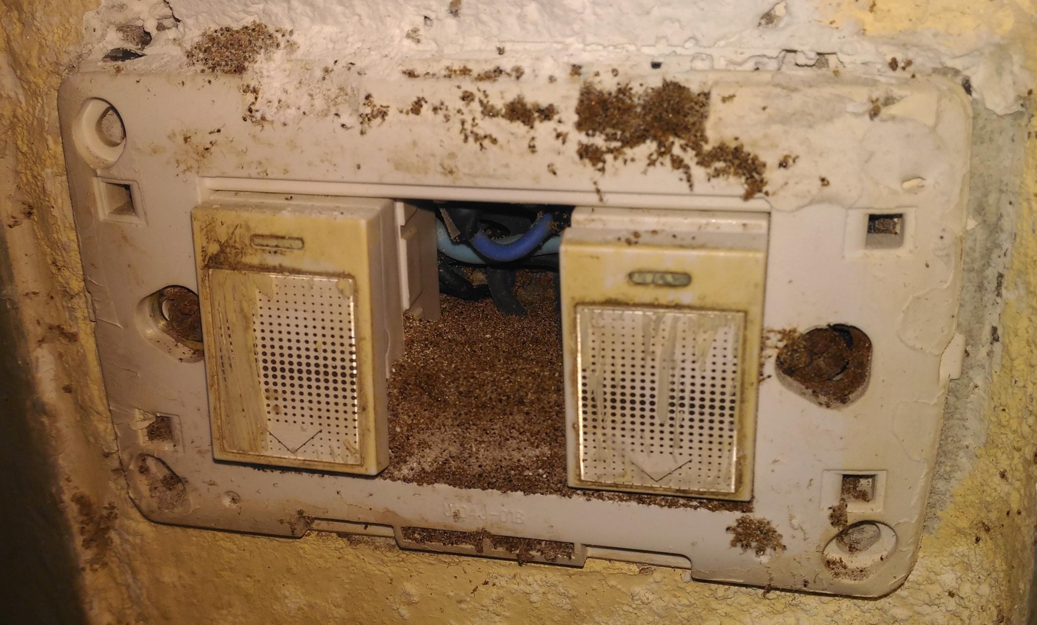 217885715_ants3.thumb.jpg.06d1fd89090830d3f302fd474e39ce2d.jpg