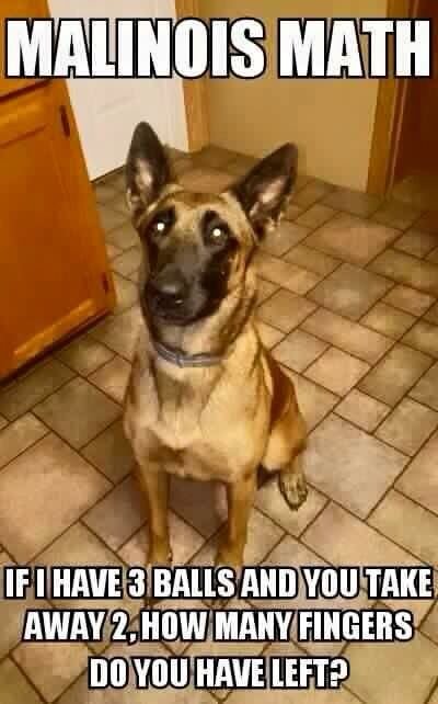 441667676_Malinoismaths.jpg.b132b6fb4775037986f8efe7b827108f.jpg