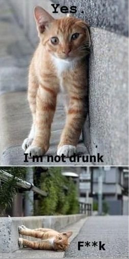 50888190_CatIm-not-drunk.jpg.c977bde2c4a0ed1d43d3422f7ea1342e.jpg