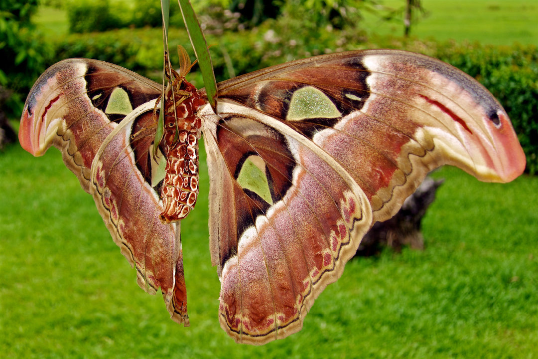 699855004_moth-2.jpg.52b66767369656ad64988e753281df4f.jpg