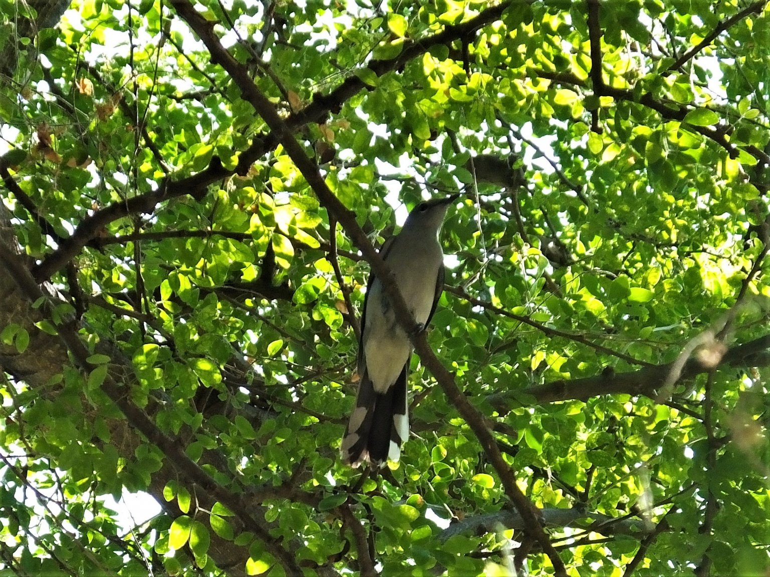 Black-winged Cuckooshrike.jpg