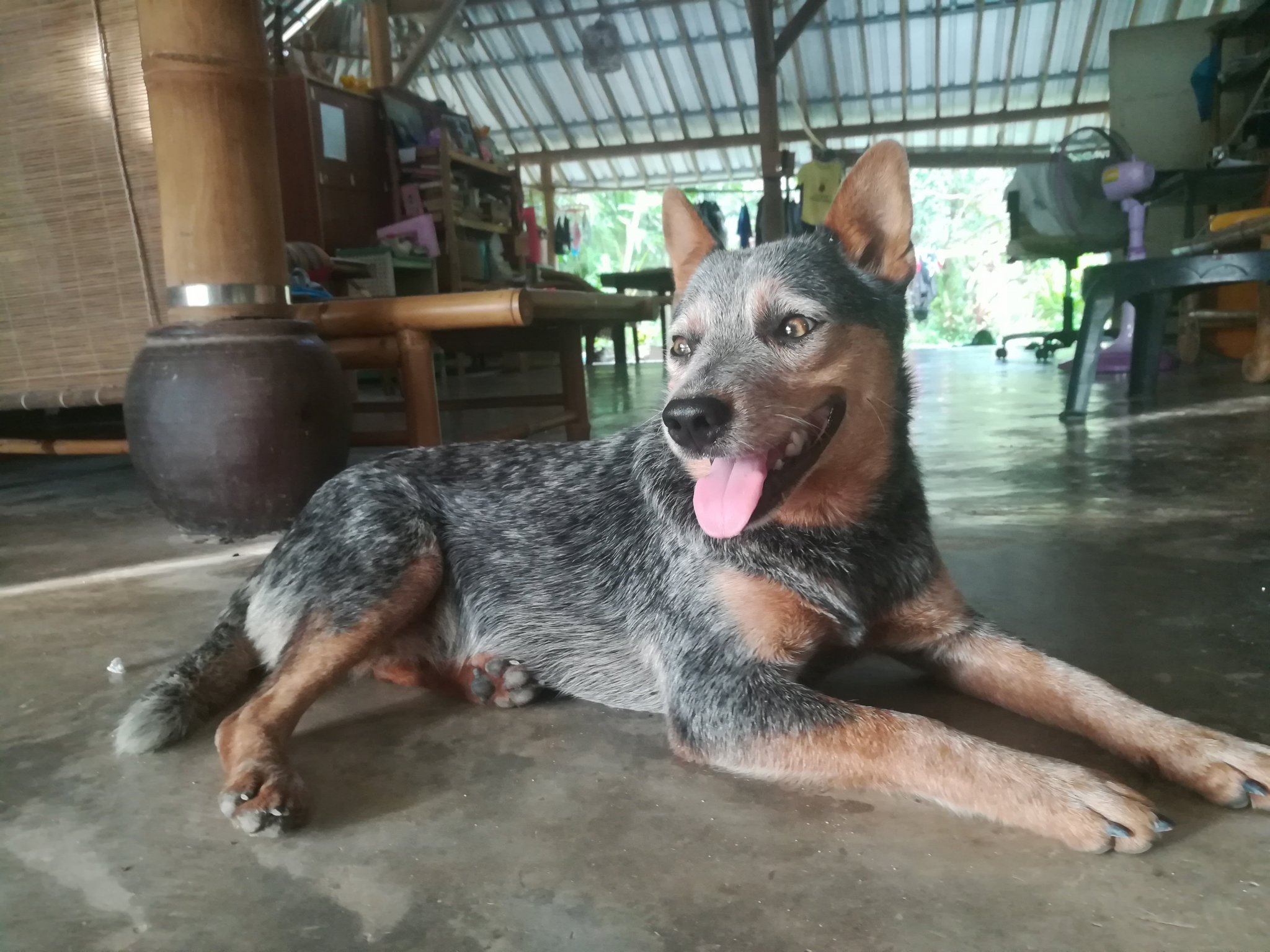 Bella.jpg