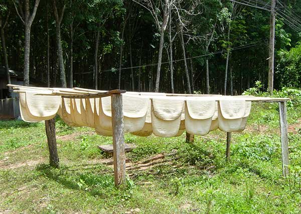 Drying_rubber_in_Thailand.jpg