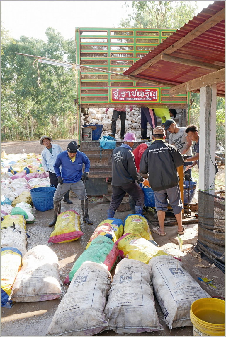 P1060804_rd_4039_buying_rubber_trees_juice.thumb.JPG.13311c419afc41762100e97780c32932.JPG