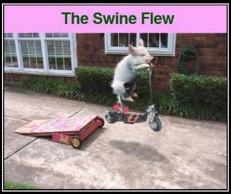 The-Swine-flew.jpg.a37312252590dd3d9ca161cb66e212df.jpg