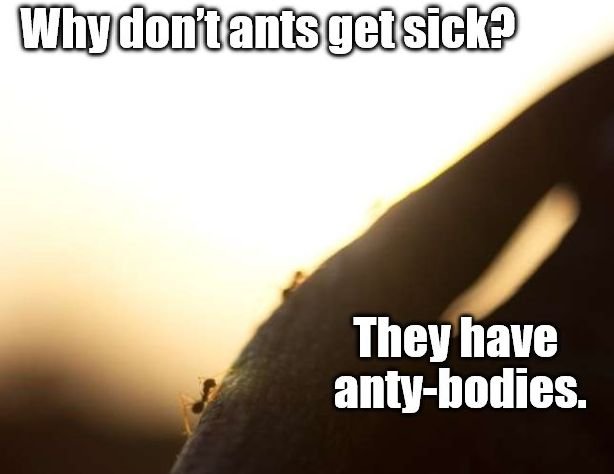 ants.jpg.4374e0bc89cde7a34e731244ef2db088.jpg