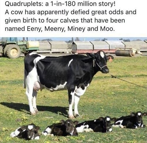 moo.jpg.edc83f920a0bdb02949f039c6adc35d5.jpg