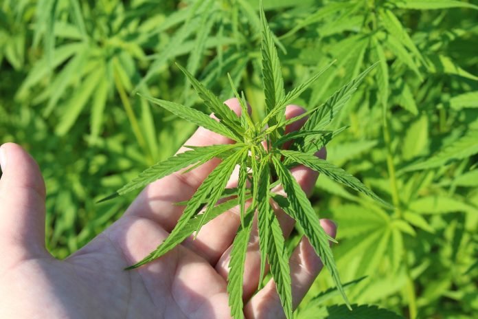 weed.grow_-696x464.jpg
