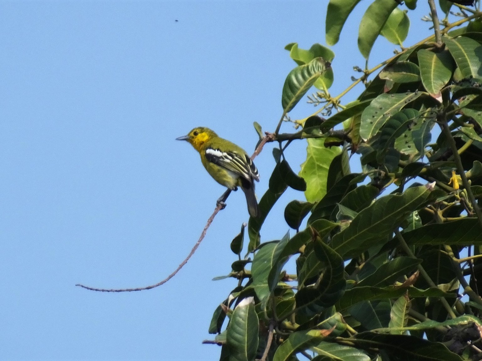 Common Iora.jpg
