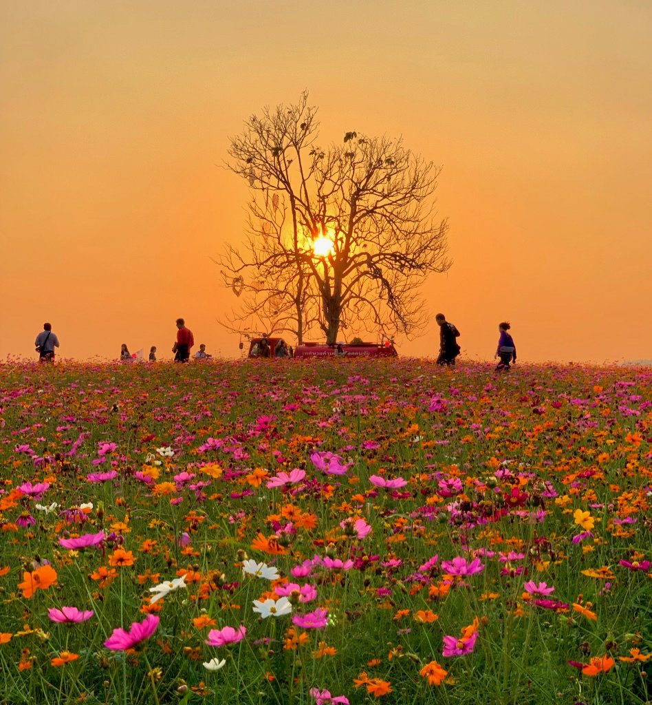 2085619808_SinghaPark2019-7.jpg.1b3642a585e8ccdc0373cfa884b2bcc4.jpg