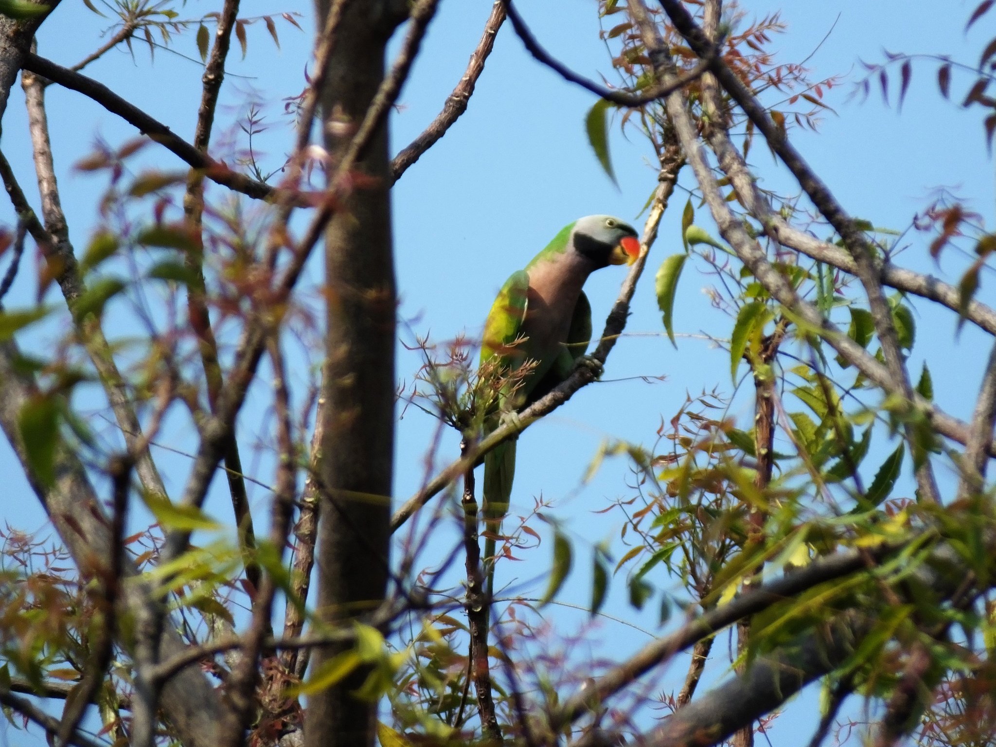 RB Parakeet.jpg