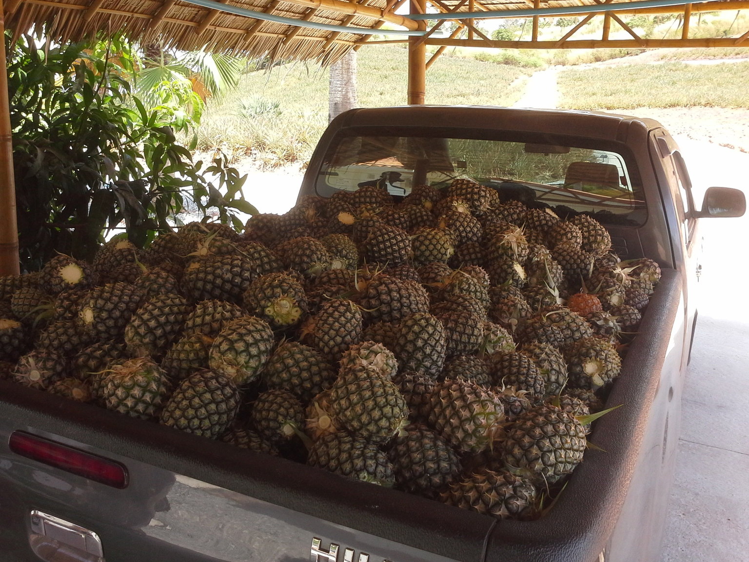 pineapples 2017 March.jpg