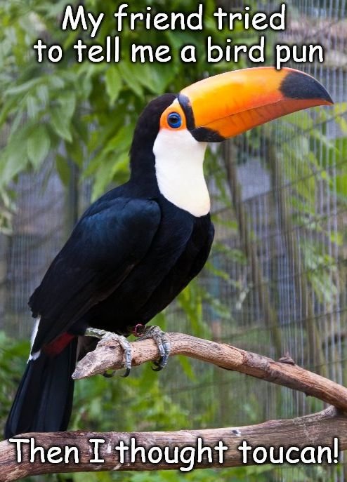 953792128_toucanpun.jpg.7f1ad28a2e30dcca8c6edd7302b9e661.jpg