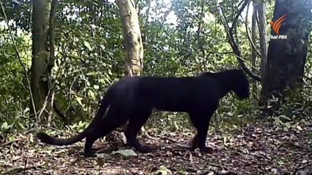 Panther.jpg