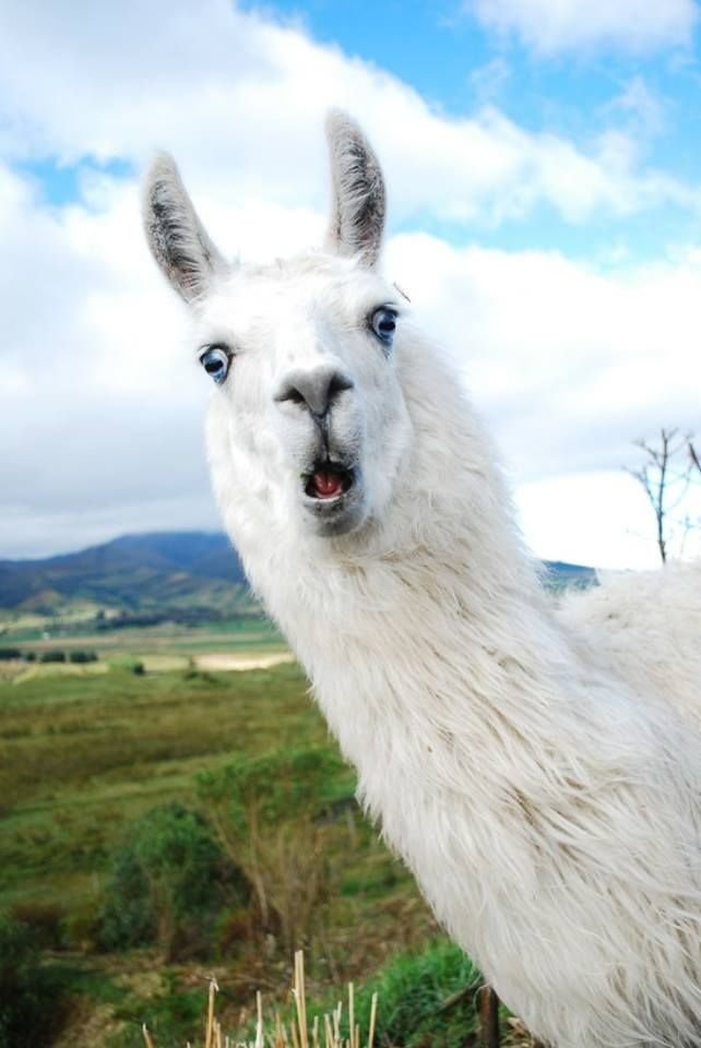 herd.jpg.3b51fb31464213254b9f51dd1fbbe3ef.jpg