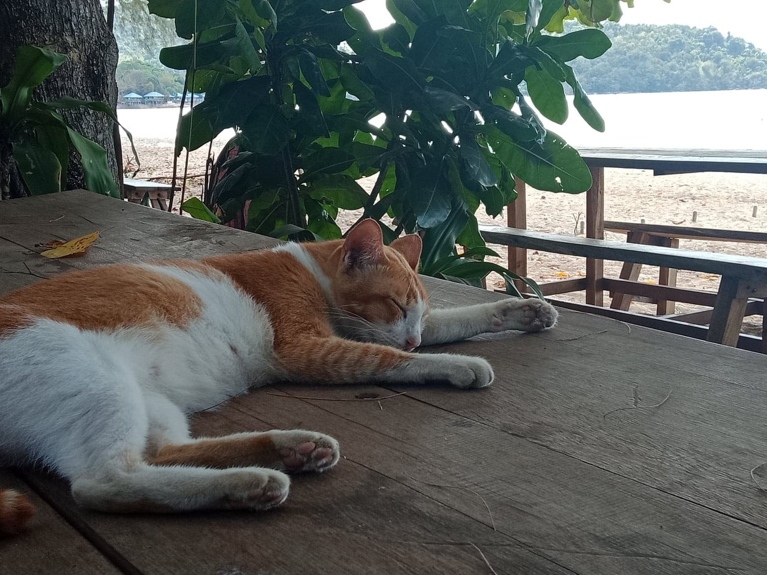 kohchang.thumb.jpg.bca9916637f23e173c5fe8927c8346e0.jpg