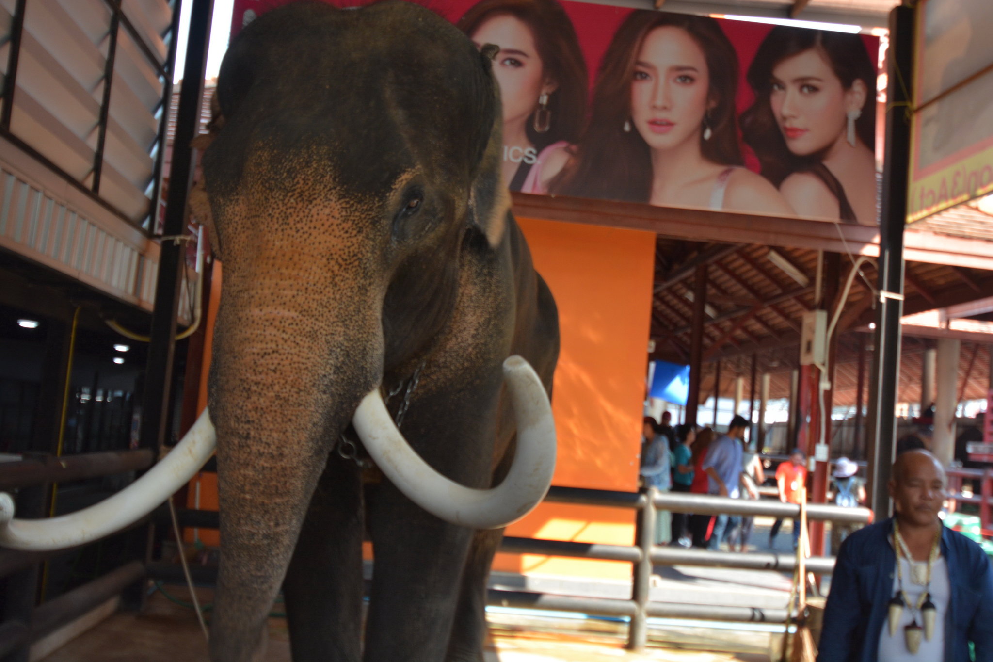 elephant tusks 2.JPG