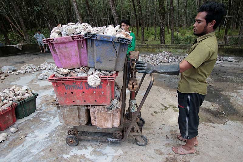 2019-03-25T060608Z_1_LYNXNPEF2O0BX_RTROPTP_4_THAILAND-RUBBER-(1).jpg