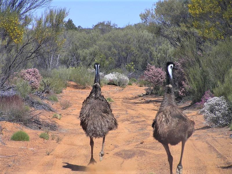 Goldfields Camping 010.JPG