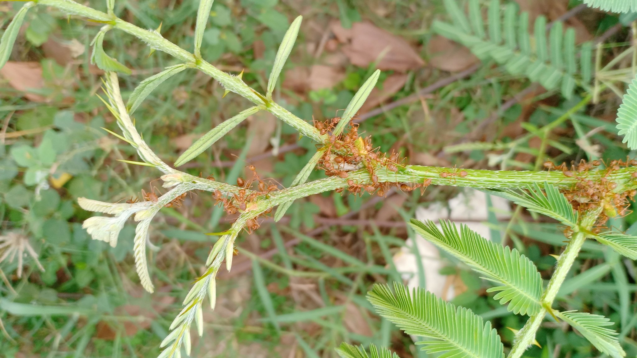 IMG20190320071104.jpg