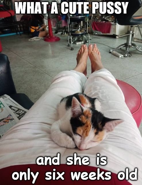 Pussy.jpg.880d9050ac5ed50dd6673ba0e15b3a39.jpg