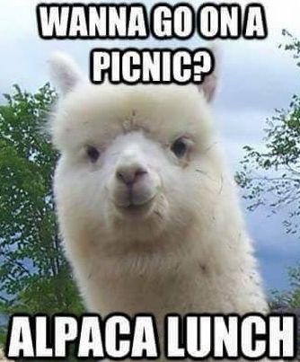 alpaca.jpg.c448295fbe324dd741d184192c9b042b.jpg