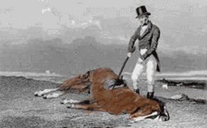 dead-horse-HOME.gif.57f2bef7832c39aebe5bcb10325e5e16.gif