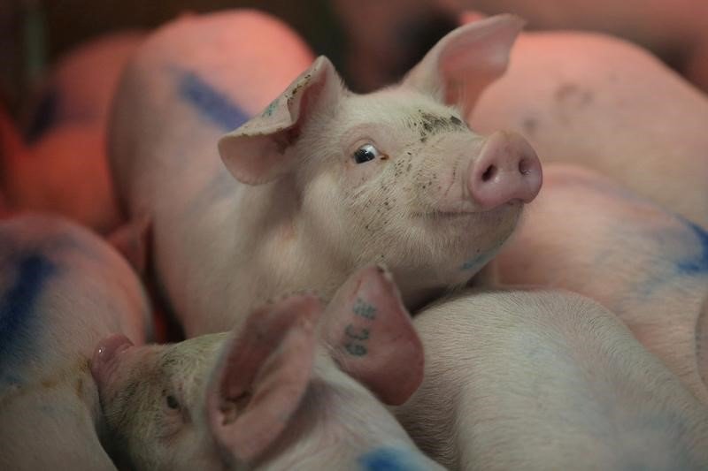 2019-04-18T013001Z_1_LYNXNPEF3H02W_RTROPTP_3_TRADE-NAFTA-AGRICULTURE.JPG