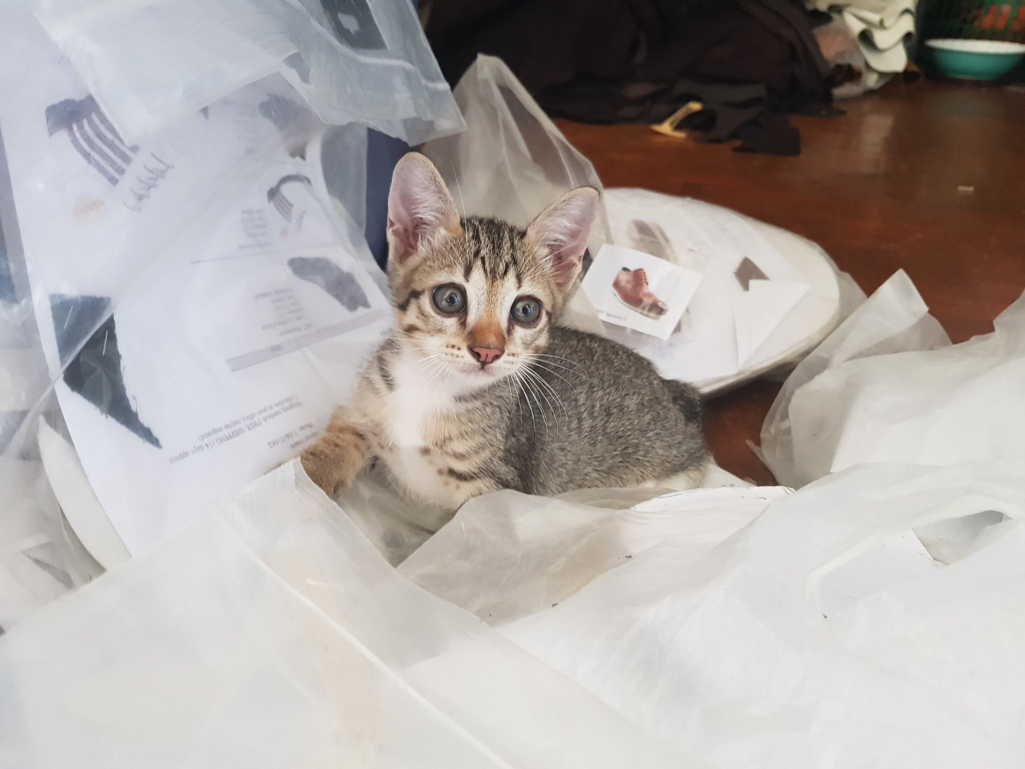 20190419_123245.thumb.jpg.c746fa940748b4e23fb3310af2dba06a.jpg