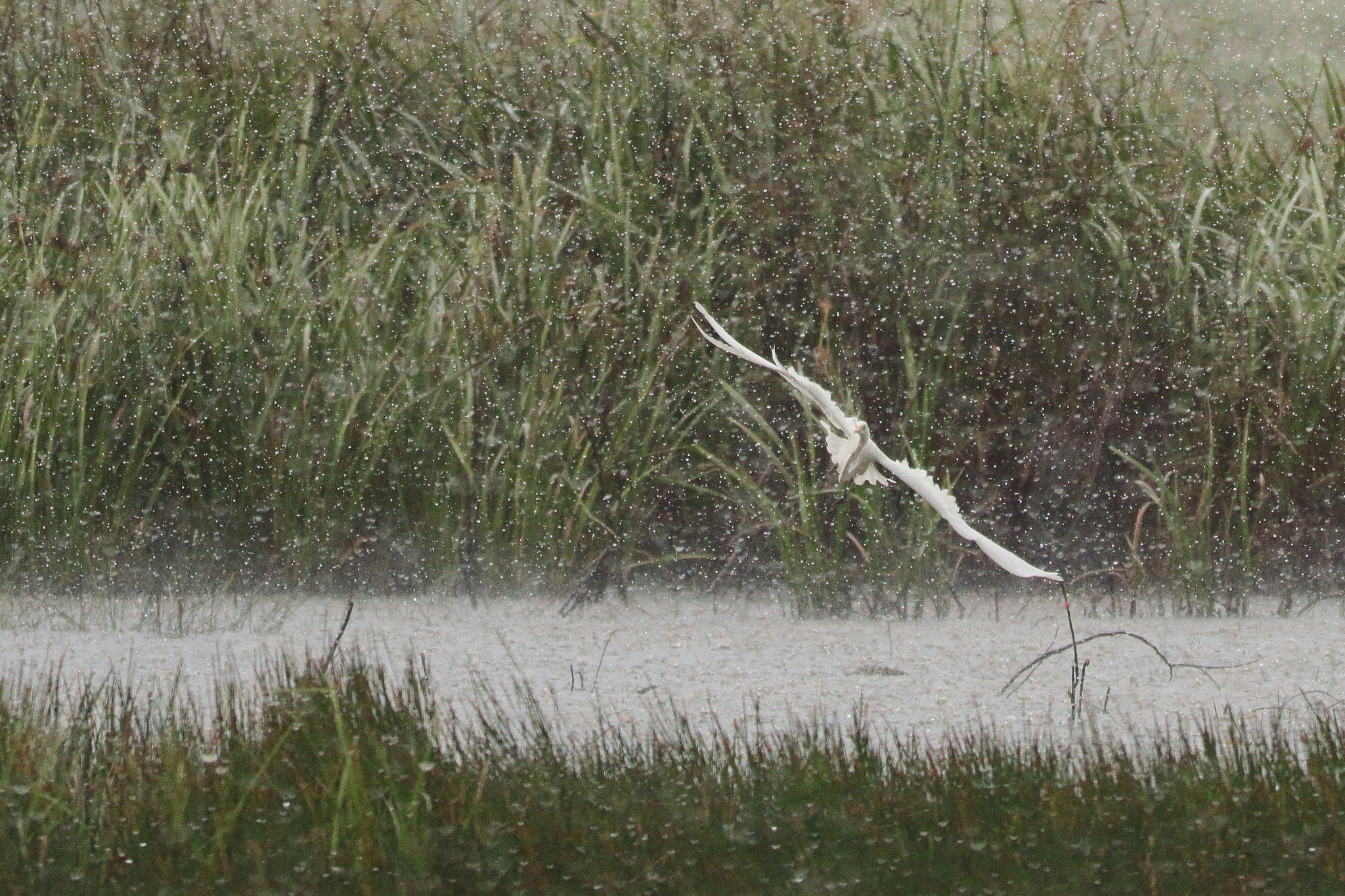 Egret in rain 04.JPG