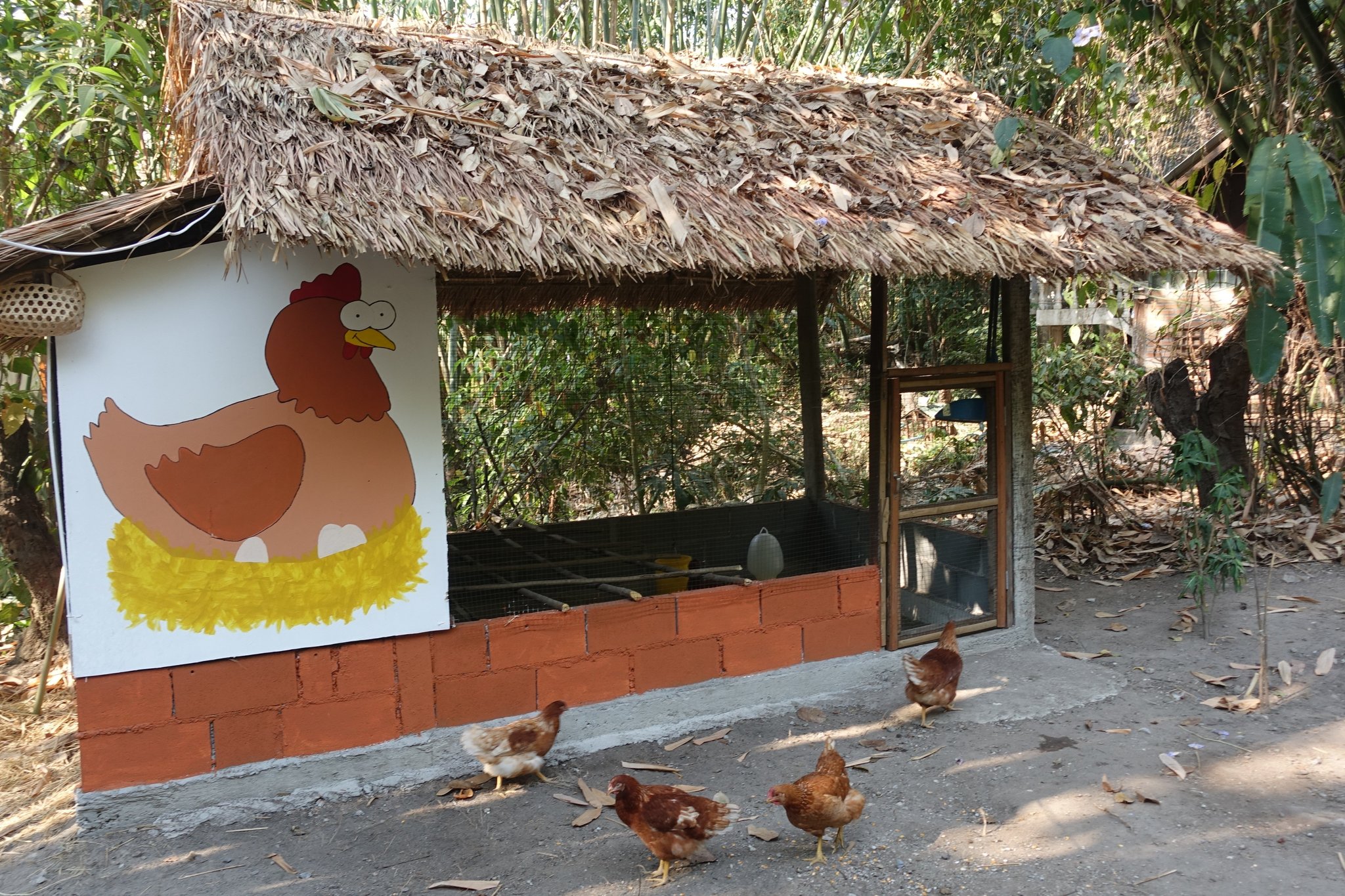 Girls Cluck.JPG