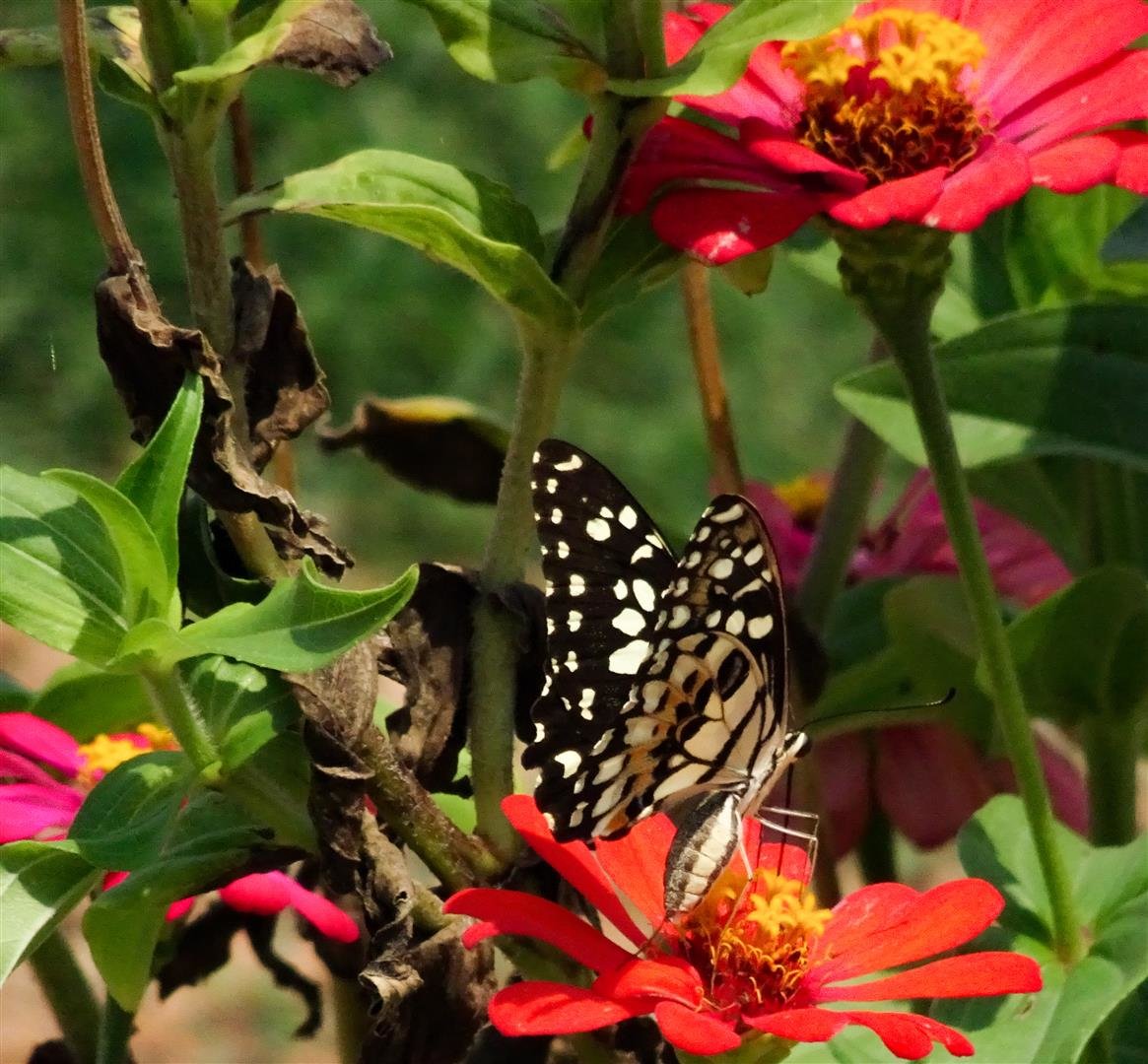 725354104_DSC05913_edited(Large).jpg.40d9904aaaf18676e97cf42205477814.jpg
