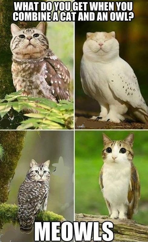 Meowls.jpg.0e1c1e9963f734f8c7c0e3fe574cab72.jpg