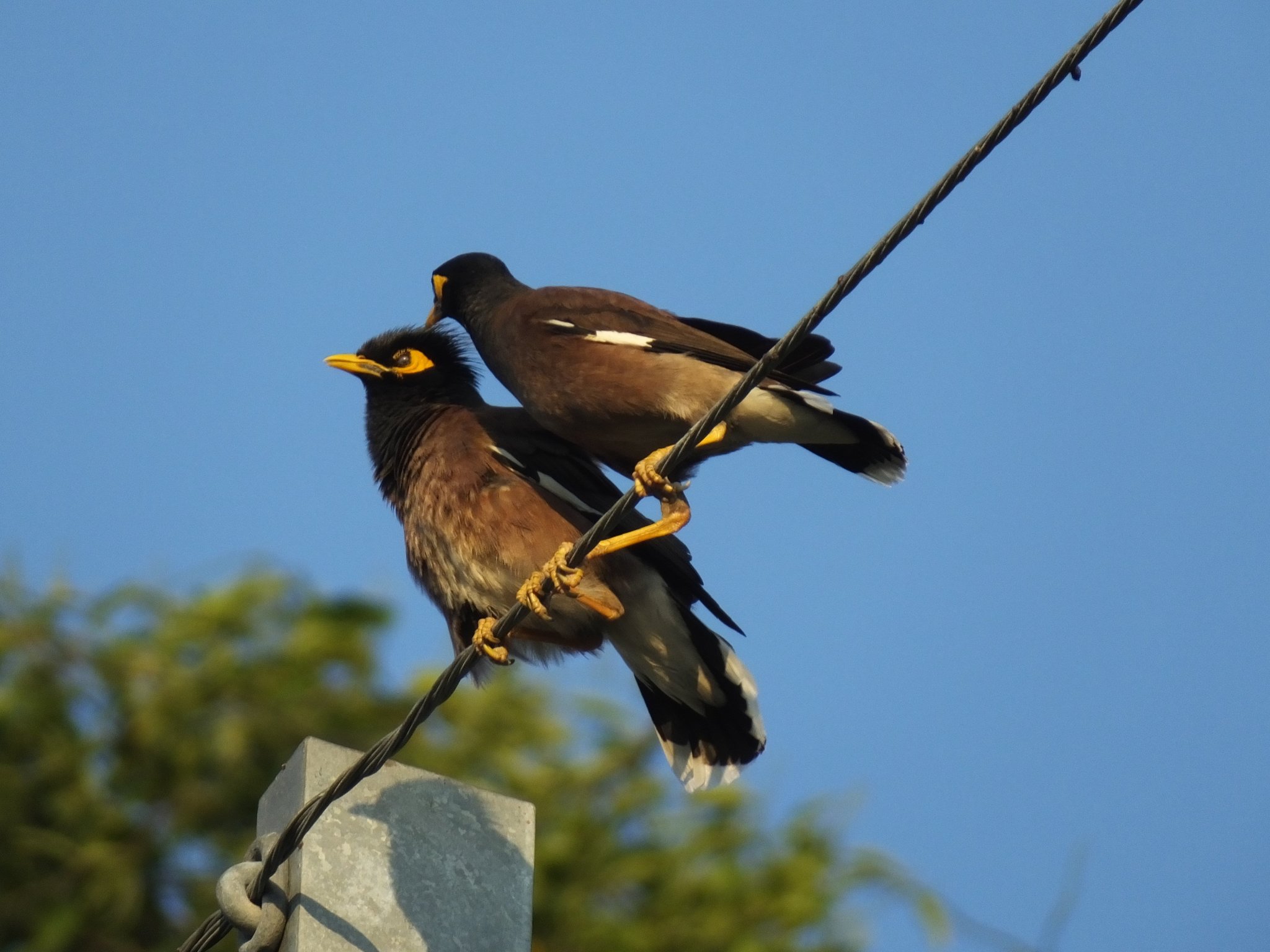 Myna.jpg