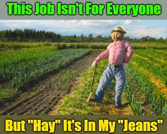 hay.jpg.eb1021ddfbb7c2eb247f05c2b29e222c.jpg