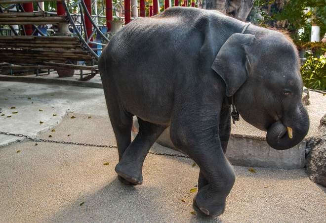 photo-3-dumbo-sucking-trunk-3-1.jpg