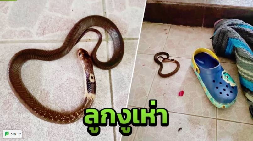 snake.JPG