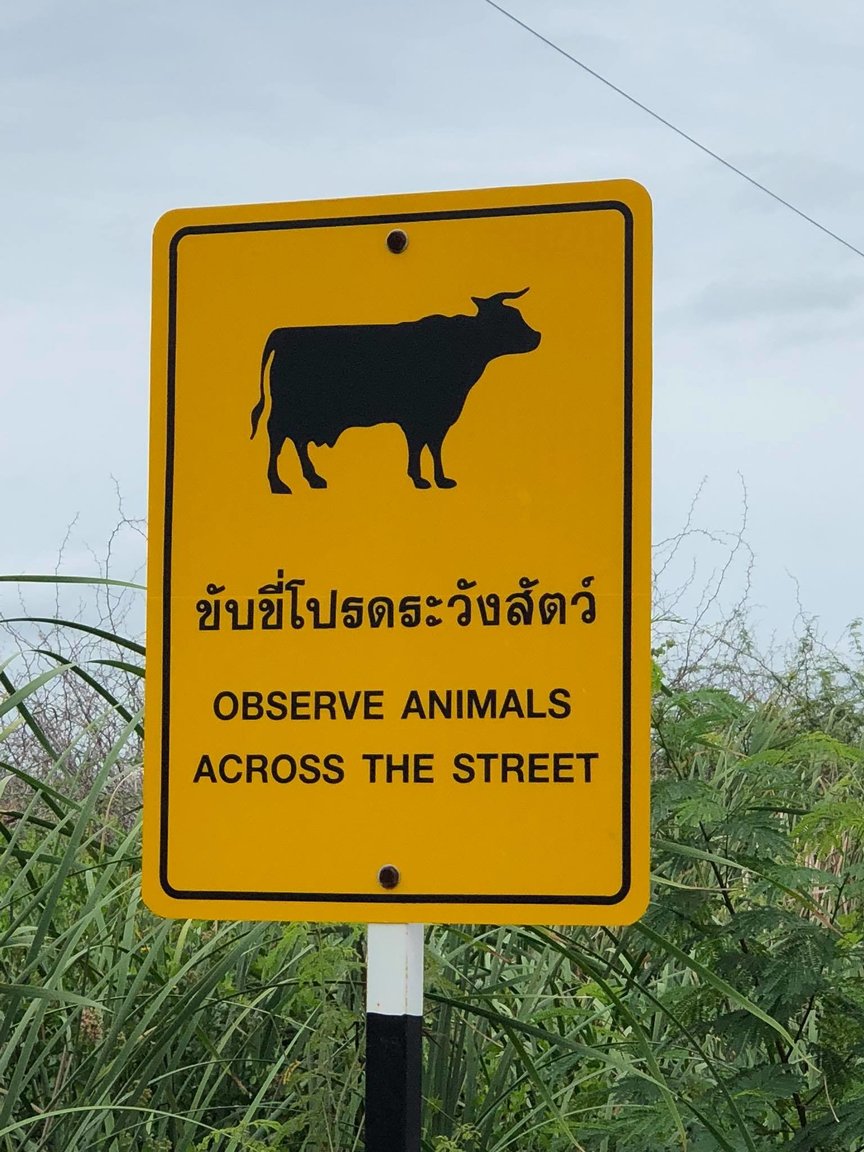 1111192097_ObserveAnimals.thumb.jpg.27ee4f3dd60783d18a0dbb919f2788b3.jpg