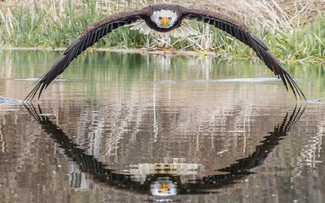 bald eagle.jpg