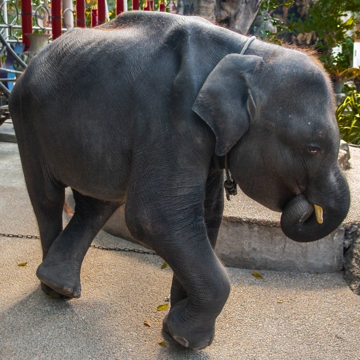 Photo+3+-+Dumbo+sucking+trunk+3.jpg