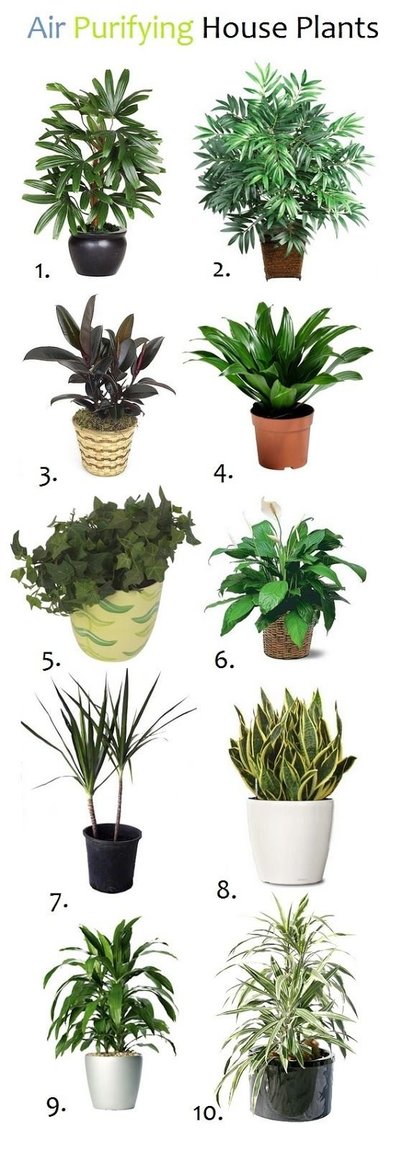 Air Q-plants.jpg