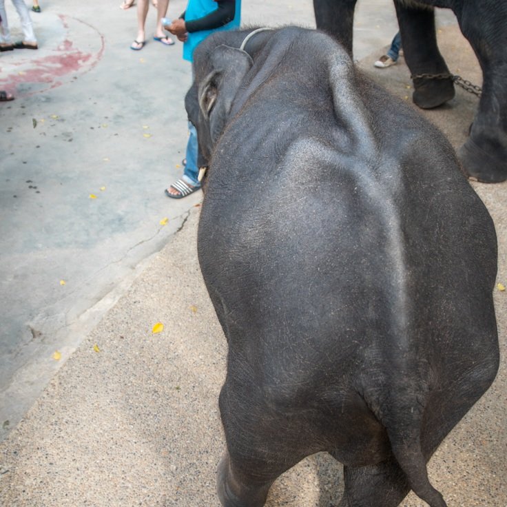 Photo+4+-+Skeletal+Dumbo.jpg