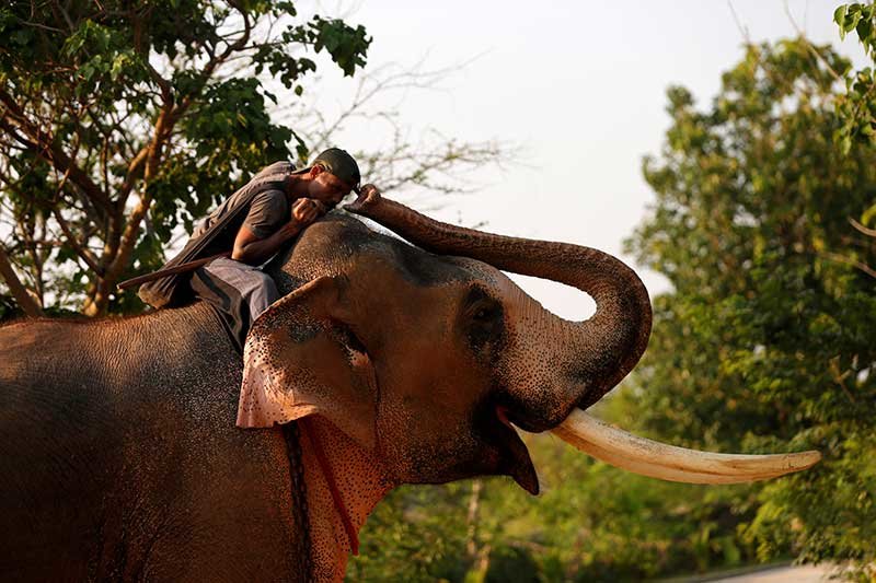 2019-05-01T013058Z_1_LYNXNPEF4025K_RTROPTP_4_THAILAND-KING-CORONATION-ELEPHANT.JPG