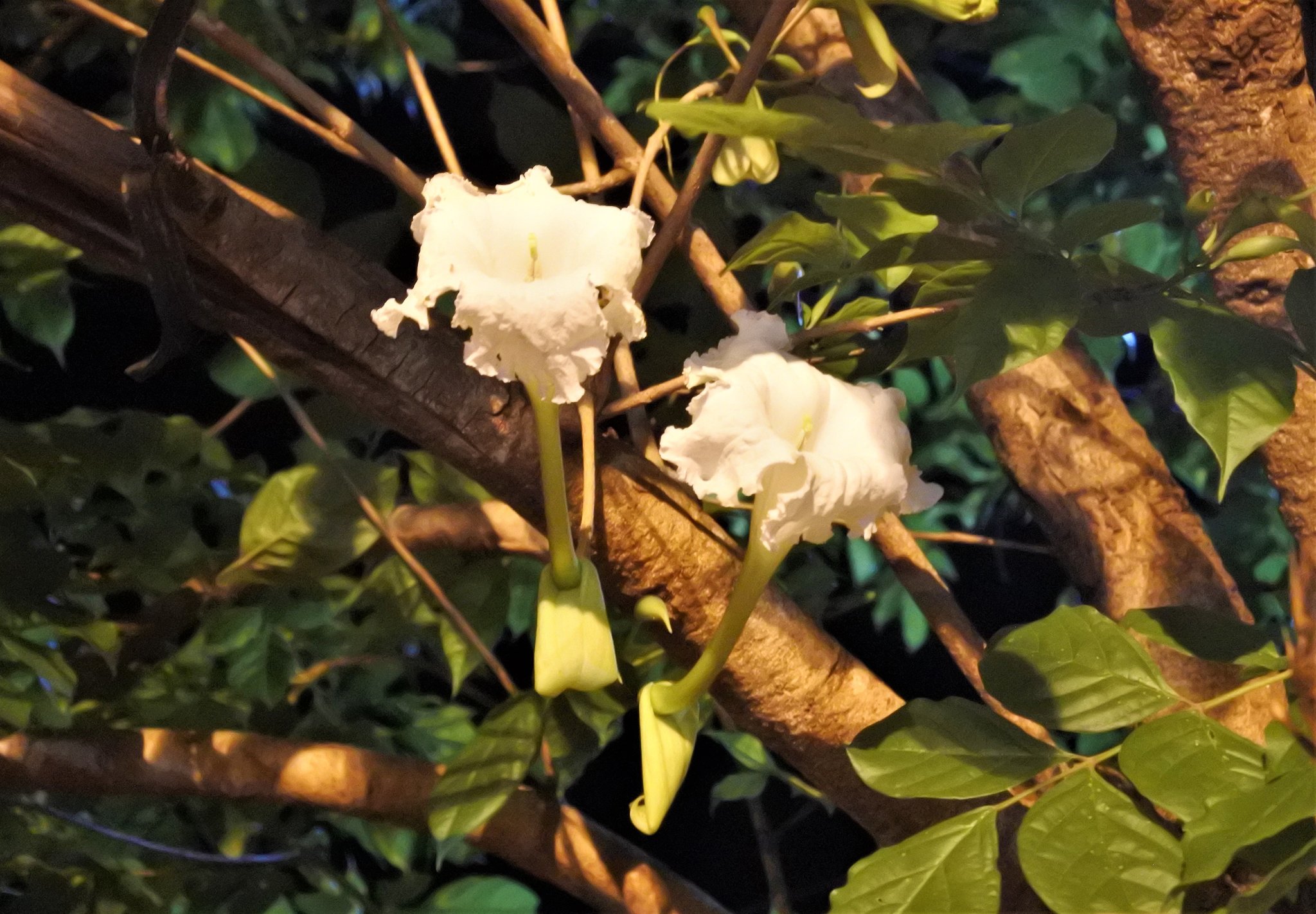 DSC_1658.JPG