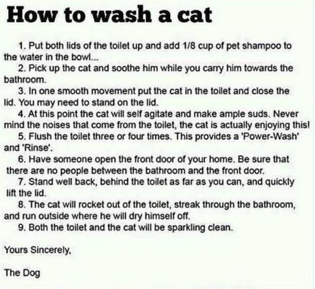 How-to-wash-a-cat.jpg.3cb51af8d2e93714112716561c075ea1.jpg